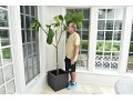 Fiddle Leaf Fig Tree