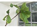 Fiddle Leaf Fig Tree