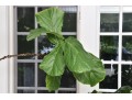Fiddle Leaf Fig Tree