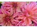 Dahlia Flowers Photograph On Acrylic Wall Art
