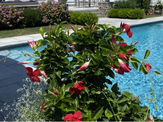 Pair Of Frontage Neoclassical Style Resin Footed Planters