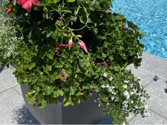 Pair Of Frontage Neoclassical Style Resin Footed Planters