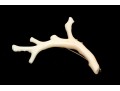 Beautiful White Branch Coral Brooch With 800 Silver Hardware