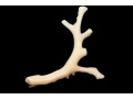Beautiful White Branch Coral Brooch With 800 Silver Hardware