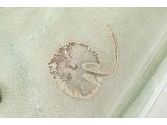 Unique Naturalistic Mirror