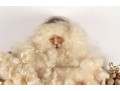 One-of-a-Kind Santa Figure By Kay Burkart