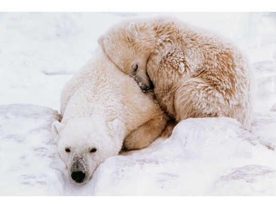 Thomas D. Mangelsen (American, B.1948) Signed Photograph, Polar Bear Cub And Mother