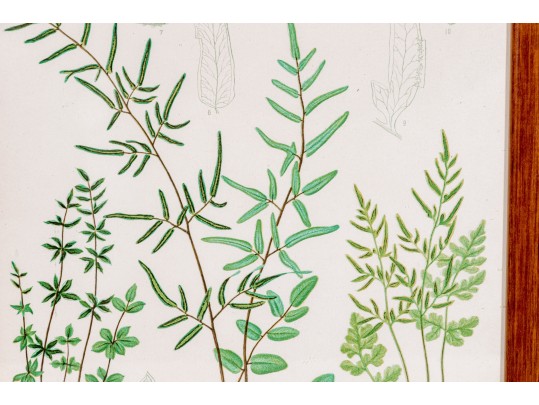 Three Antique Hand-Colored Botanical Prints