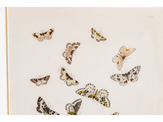 Set Of Three Antique Hand-Colored Botanicals