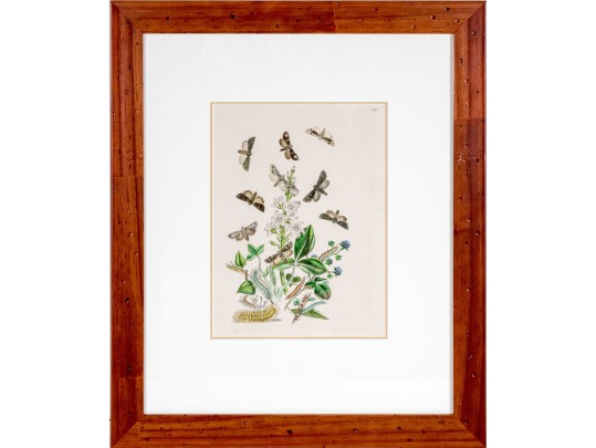 Set Of Three Antique Hand-Colored Botanicals