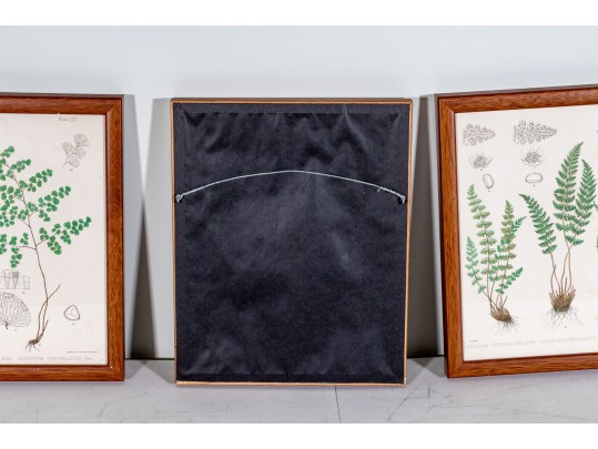 Three Antique Hand-Colored Botanical Prints