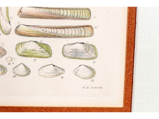 Set Of Four Antique Hand-Colored Prints Of Shells
