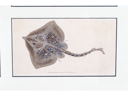 Custom Matted And Framed Group Of Four Hand-Colored Fish Prints 