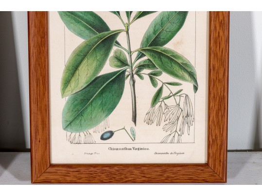 Set Of Four Antique Hand-Colored Botanical Prints