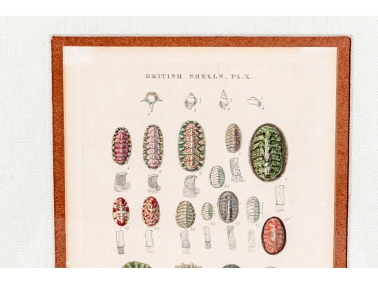 Set Of Four Antique Hand-Colored Prints Of Shells