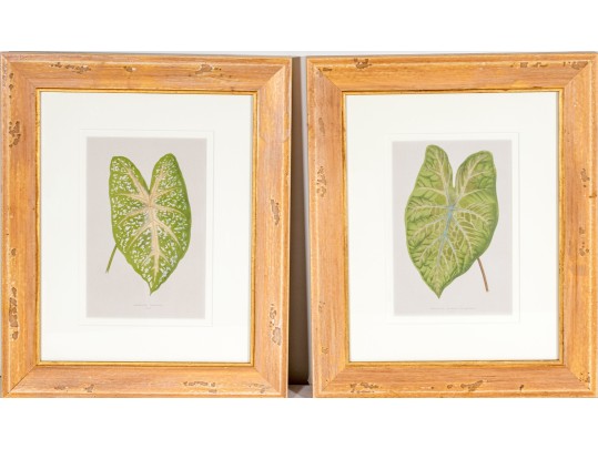Pair Of Hand-Colored Botanicals