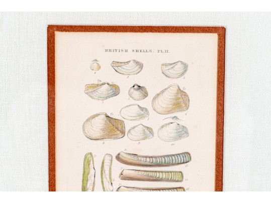 Set Of Four Antique Hand-Colored Prints Of Shells