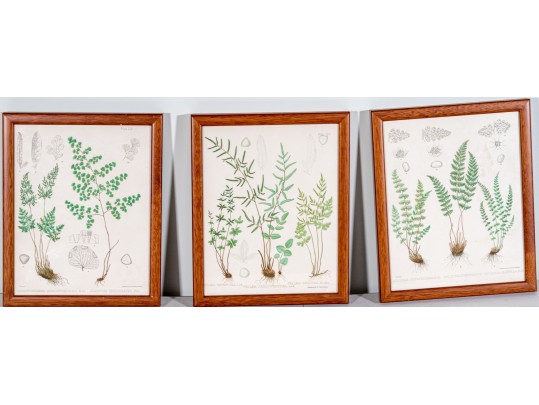 Three Antique Hand-Colored Botanical Prints