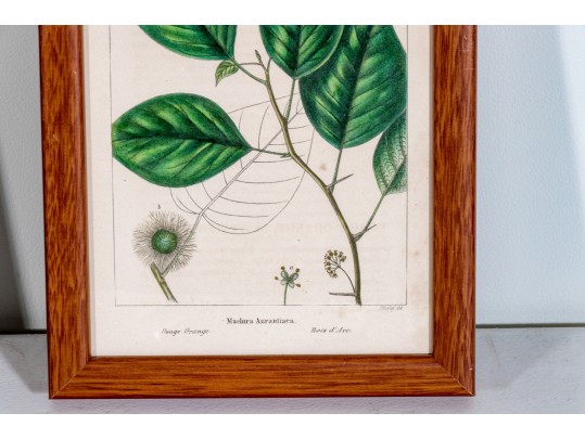 Set Of Four Antique Hand-Colored Botanical Prints