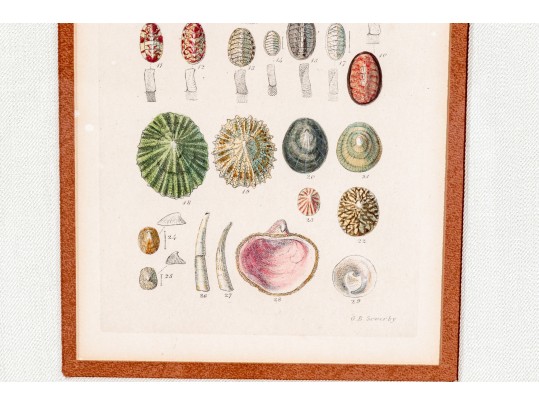 Set Of Four Antique Hand-Colored Prints Of Shells