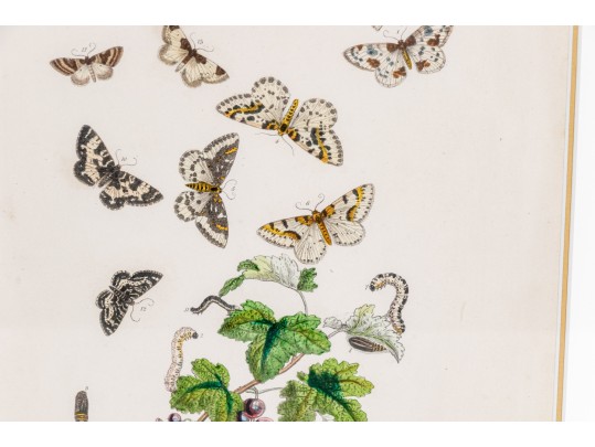 Set Of Three Antique Hand-Colored Botanicals