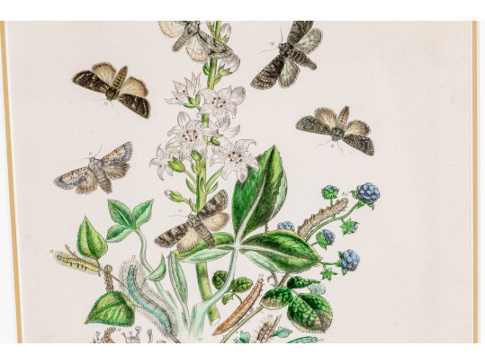 Set Of Three Antique Hand-Colored Botanicals