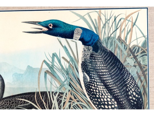 John James Audubon Antique Hand-Colored Print, 