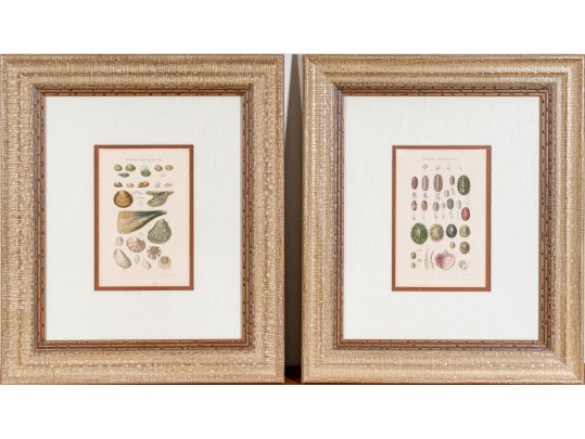 Set Of Four Antique Hand-Colored Prints Of Shells