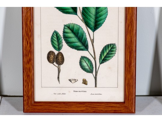 Set Of Four Antique Hand-Colored Botanical Prints