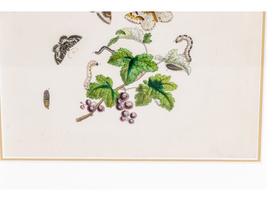 Set Of Three Antique Hand-Colored Botanicals