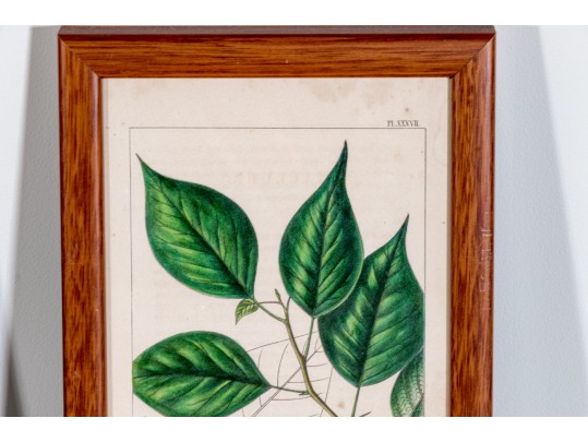 Set Of Four Antique Hand-Colored Botanical Prints