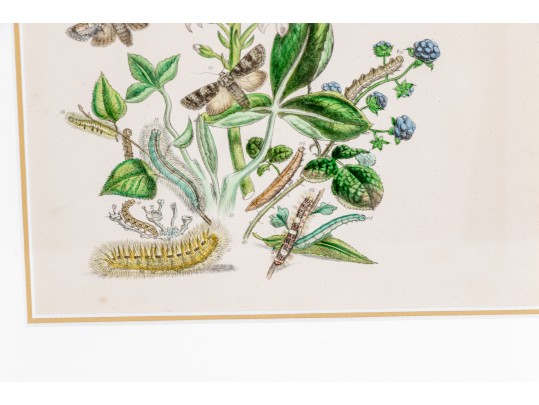 Set Of Three Antique Hand-Colored Botanicals