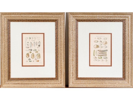 Set Of Four Antique Hand-Colored Prints Of Shells