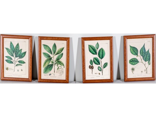 Set Of Four Antique Hand-Colored Botanical Prints