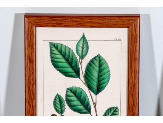 Set Of Four Antique Hand-Colored Botanical Prints