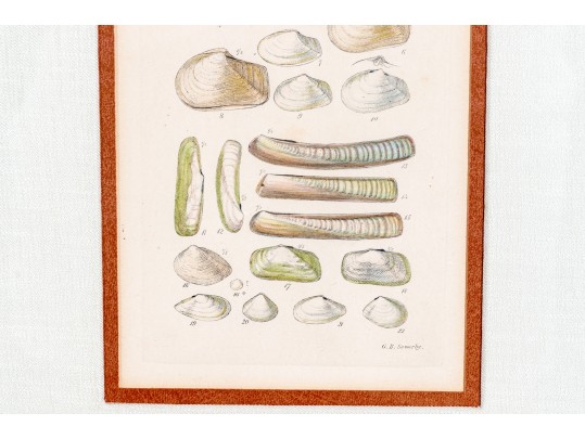 Set Of Four Antique Hand-Colored Prints Of Shells