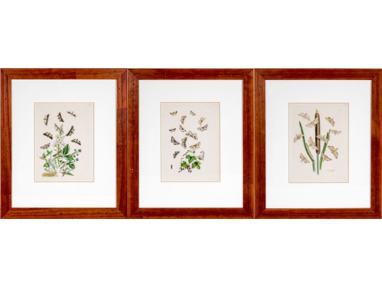 Set Of Three Antique Hand-Colored Botanicals