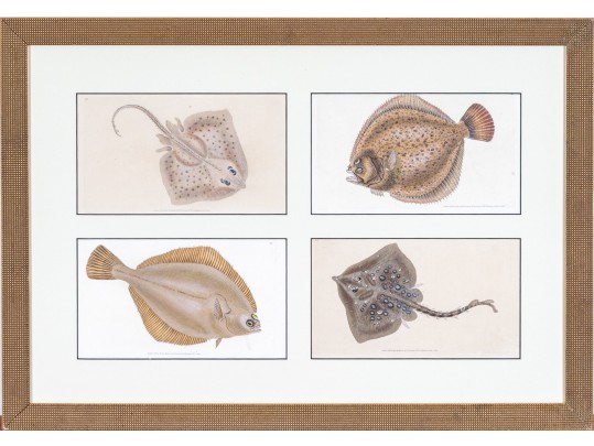 Custom Matted And Framed Group Of Four Hand-Colored Fish Prints 