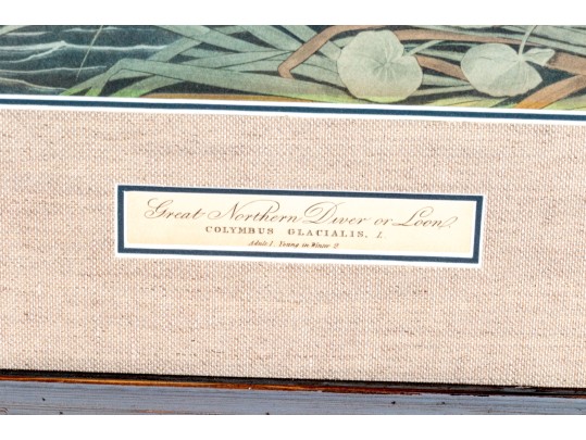 John James Audubon Antique Hand-Colored Print, 