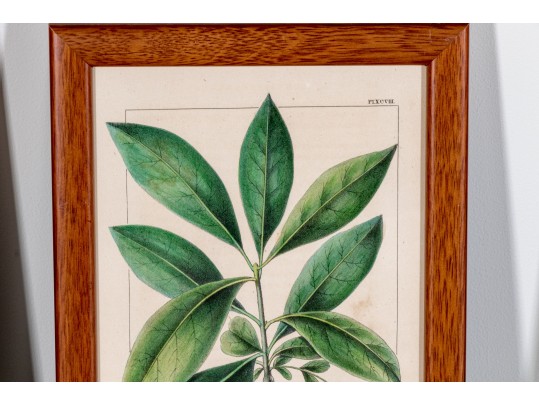 Set Of Four Antique Hand-Colored Botanical Prints