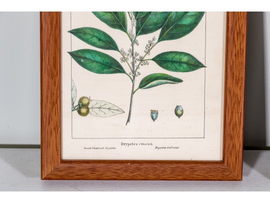 Set Of Four Antique Hand-Colored Botanical Prints