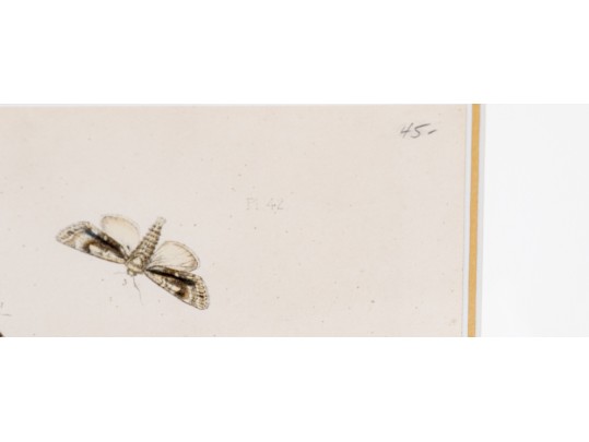 Set Of Three Antique Hand-Colored Botanicals