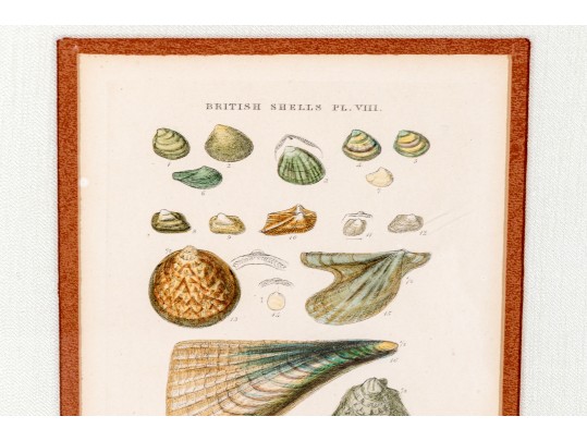 Set Of Four Antique Hand-Colored Prints Of Shells