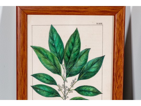 Set Of Four Antique Hand-Colored Botanical Prints