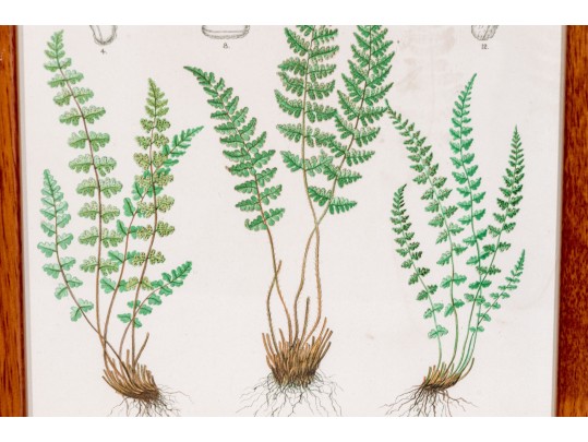 Three Antique Hand-Colored Botanical Prints