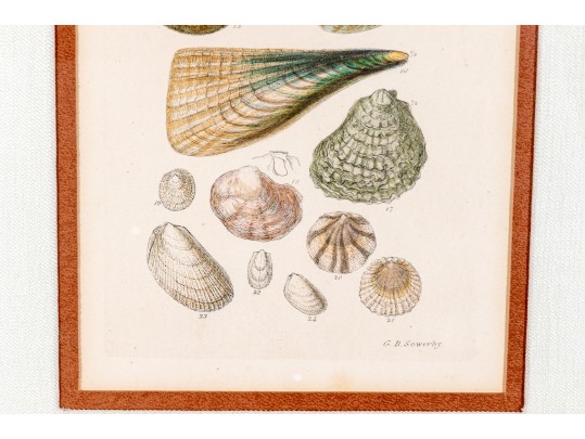 Set Of Four Antique Hand-Colored Prints Of Shells