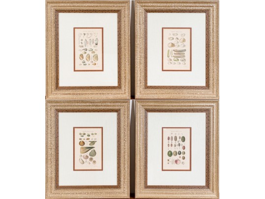 Set Of Four Antique Hand-Colored Prints Of Shells