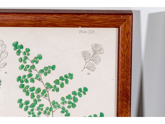 Three Antique Hand-Colored Botanical Prints