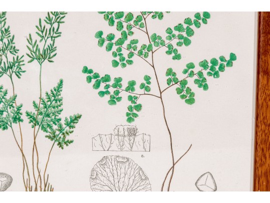 Three Antique Hand-Colored Botanical Prints