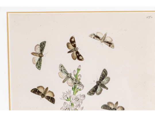 Set Of Three Antique Hand-Colored Botanicals